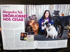 Härliga Hund, tisdag 26/11 2013.