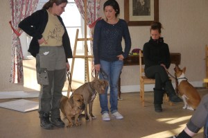 För de mer utmanande situationerna har jag mina egna hundar till hjälp.