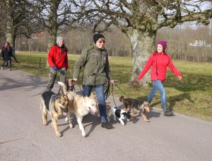 Det är stärkande för själen att leda en hel flock hundar, speciellt hundar som inte känner varandra sedan tidigare och dras med viss problematik. Det är starkt jobbat av deltagarna!