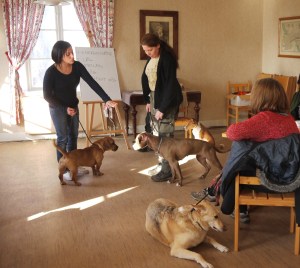 Vi tittar på kommunikation hundar emellan...