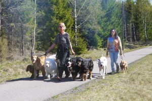 ... och fantastiska hundar som verkligen levererade!