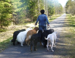 Och allas vår Gitte, förstås, som har hand om lokalen i Tranemo där vi håller till. Gitte fick gå tillbaka med flocken och det löste hon galant.